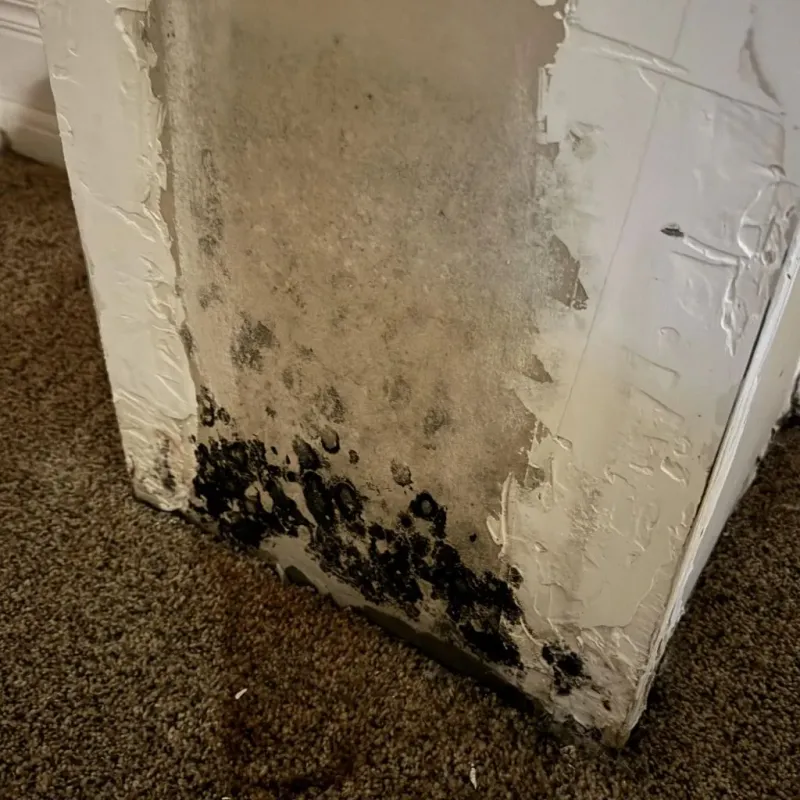 Professional Mold Removal in Devils Lake, ND